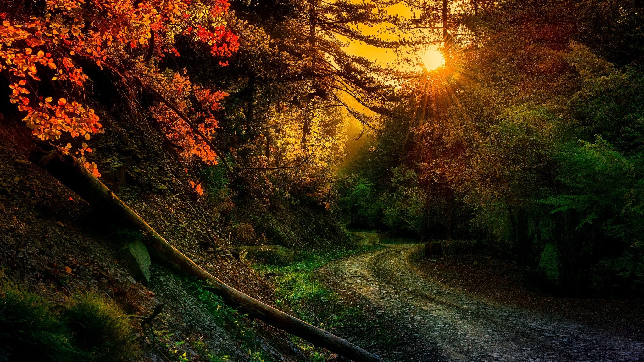nature, Photography, Landscape, Forest, Fall, Trees, Sunset, Path, Dirt Road, Sun Rays, Sunlight, Greece Wallpaper