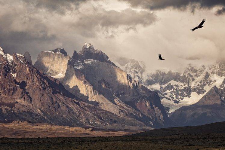 nature, Photography, Landscape, Birds, Condors, Flying, Mountains, Snowy Peak, Morning, Sunlight, Torres Del Paine, National Park, Patagonia, Chile HD Wallpaper Desktop Background