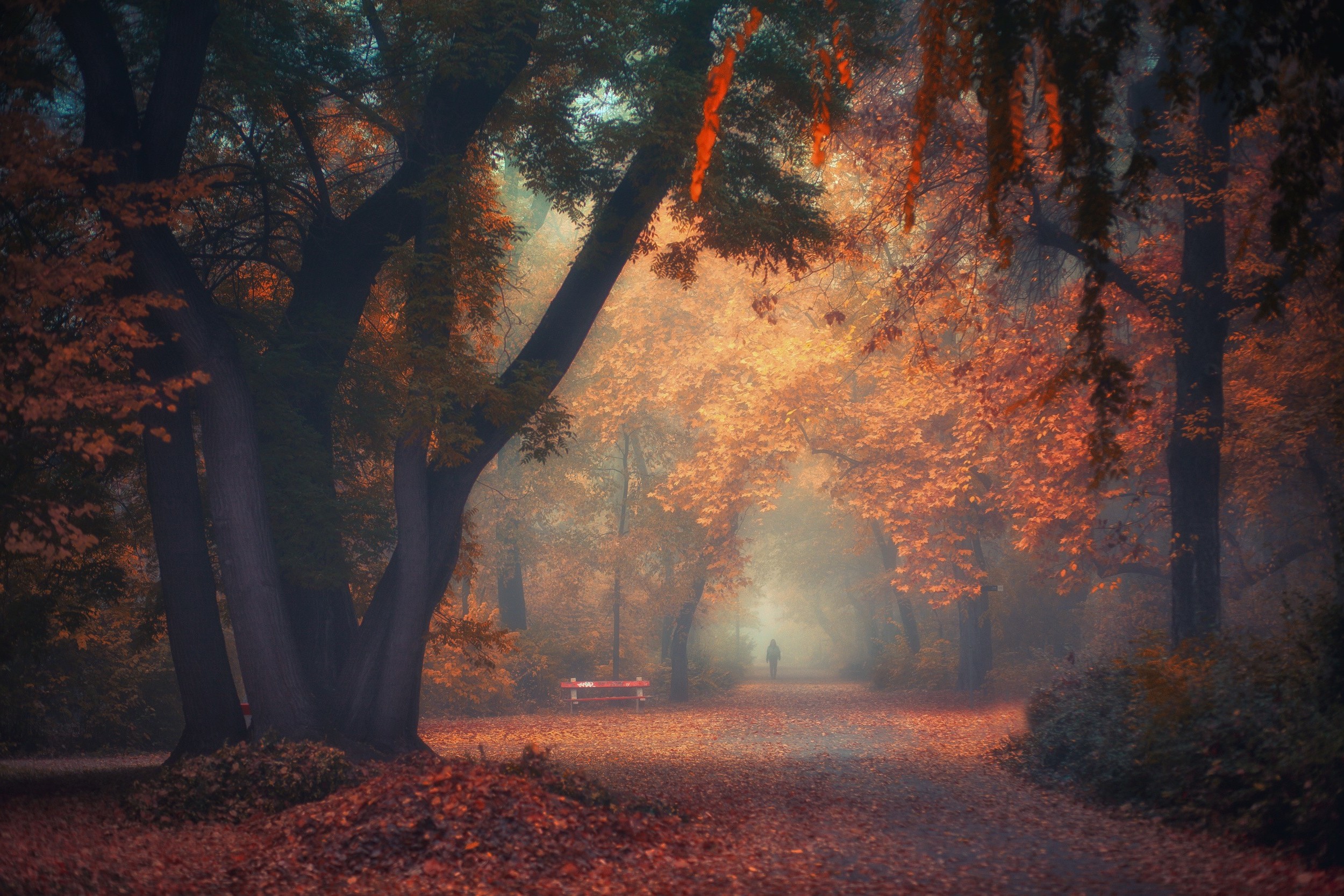 walking, Nature, Photography, Landscape, Park, Morning, Trees, Fall, Path, Bench, Leaves, Mist, Atmosphere, Netherlands Wallpaper