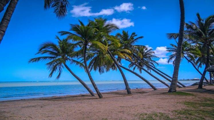 nature, Photography, Landscape, Beach, Palm Trees, Sand, Sea, Tropical, Blue, Sky, Morning, Sunlight HD Wallpaper Desktop Background