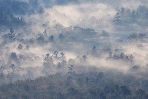 nature, Photography, Landscape, Morning, Mist, Forest, Sunlight, Trees, North Carolina