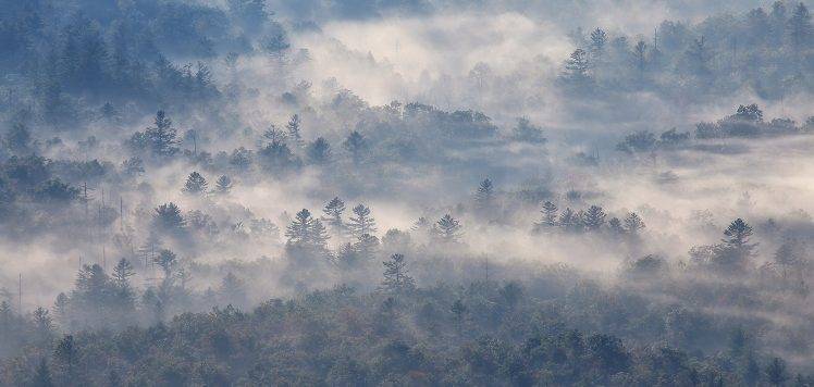 nature, Photography, Landscape, Morning, Mist, Forest, Sunlight, Trees, North Carolina HD Wallpaper Desktop Background