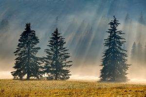 photography, Nature, Landscape, Pine Trees, Morning, Sunlight, Mist, Forest, Dry Grass, Sun Rays