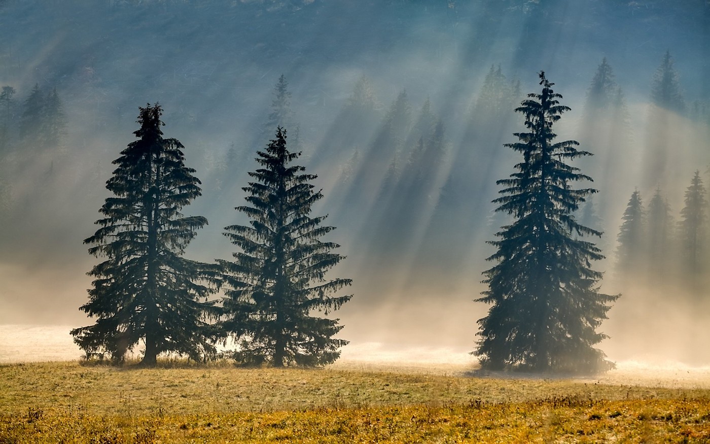 photography, Nature, Landscape, Pine Trees, Morning, Sunlight, Mist, Forest, Dry Grass, Sun Rays Wallpaper