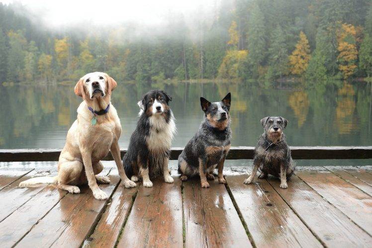 photography, Nature, Landscape, Dog, Animals, Lake, Dock, Forest, Mist HD Wallpaper Desktop Background