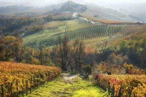 photography, Nature, Landscape, Vineyard, Field, Trees, Hills, Mist, Fall, Italy