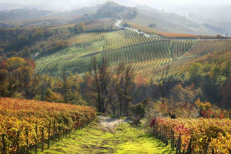photography, Nature, Landscape, Vineyard, Field, Trees, Hills, Mist, Fall, Italy HD Wallpaper Desktop Background