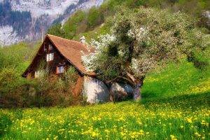photography, Nature, Landscape, Cottage, Flowers, Spring, Mountains, Trees, Shrubs, Swiss Alps