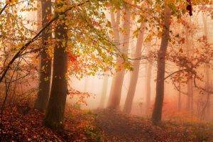 photography, Nature, Landscape, Morning, Mist, Sunlight, Forest, Fall, Path, Red, Leaves, Trees, Atmosphere, Denmark