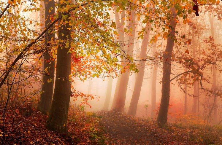 photography, Nature, Landscape, Morning, Mist, Sunlight, Forest, Fall, Path, Red, Leaves, Trees, Atmosphere, Denmark HD Wallpaper Desktop Background