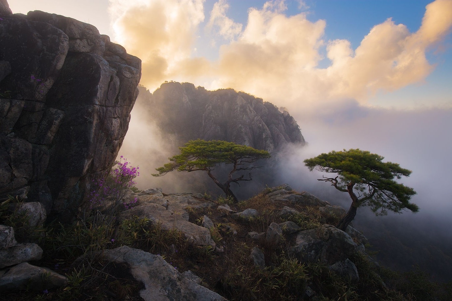 photography Nature  Landscape Spring Wildflowers Trees 