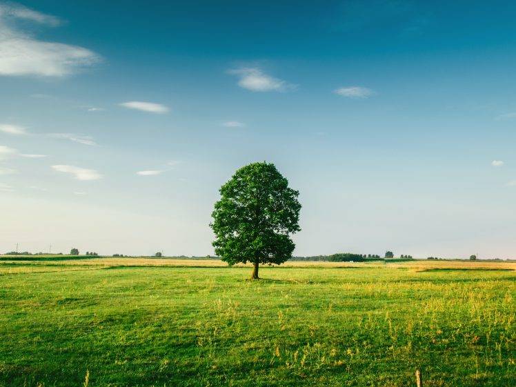 nature, Trees, Landscape, Sky, Clear Sky, Clouds, Grass HD Wallpaper Desktop Background