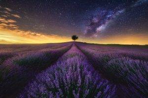 photography, Landscape, Nature, Lavender, Field, Flowers, Starry Night, Milky Way, Trees, Long Exposure, Lights, Clouds