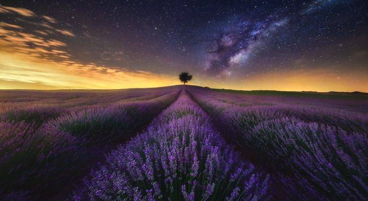 photography, Landscape, Nature, Lavender, Field, Flowers, Starry Night, Milky Way, Trees, Long Exposure, Lights, Clouds HD Wallpaper Desktop Background