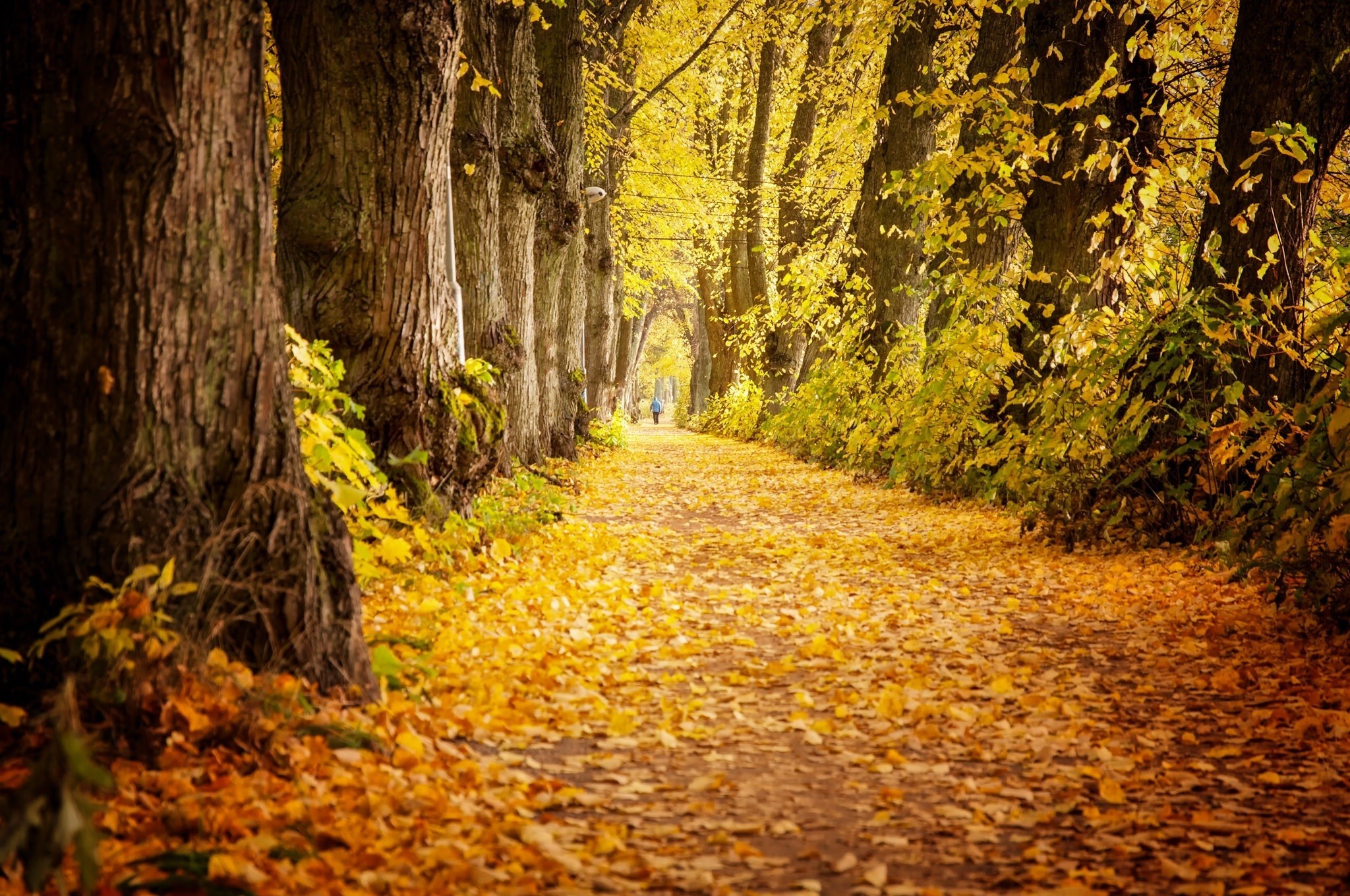 landscape Wallpaper