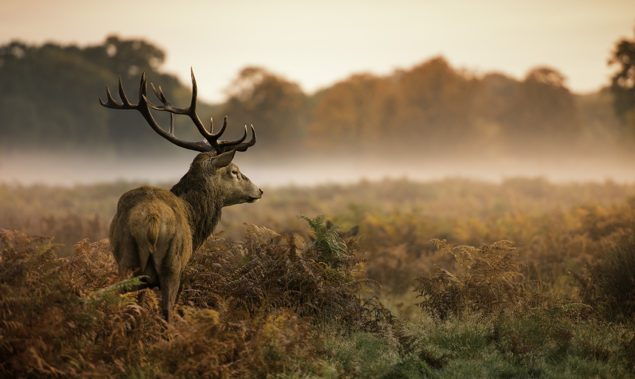 landscape, Animals, Mammals, Stags Wallpapers HD / Desktop and Mobile