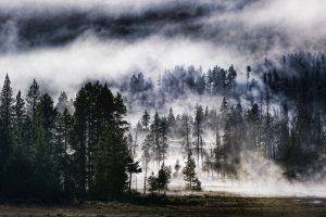 nature, Forest, Trees, HDR, Mist, Landscape