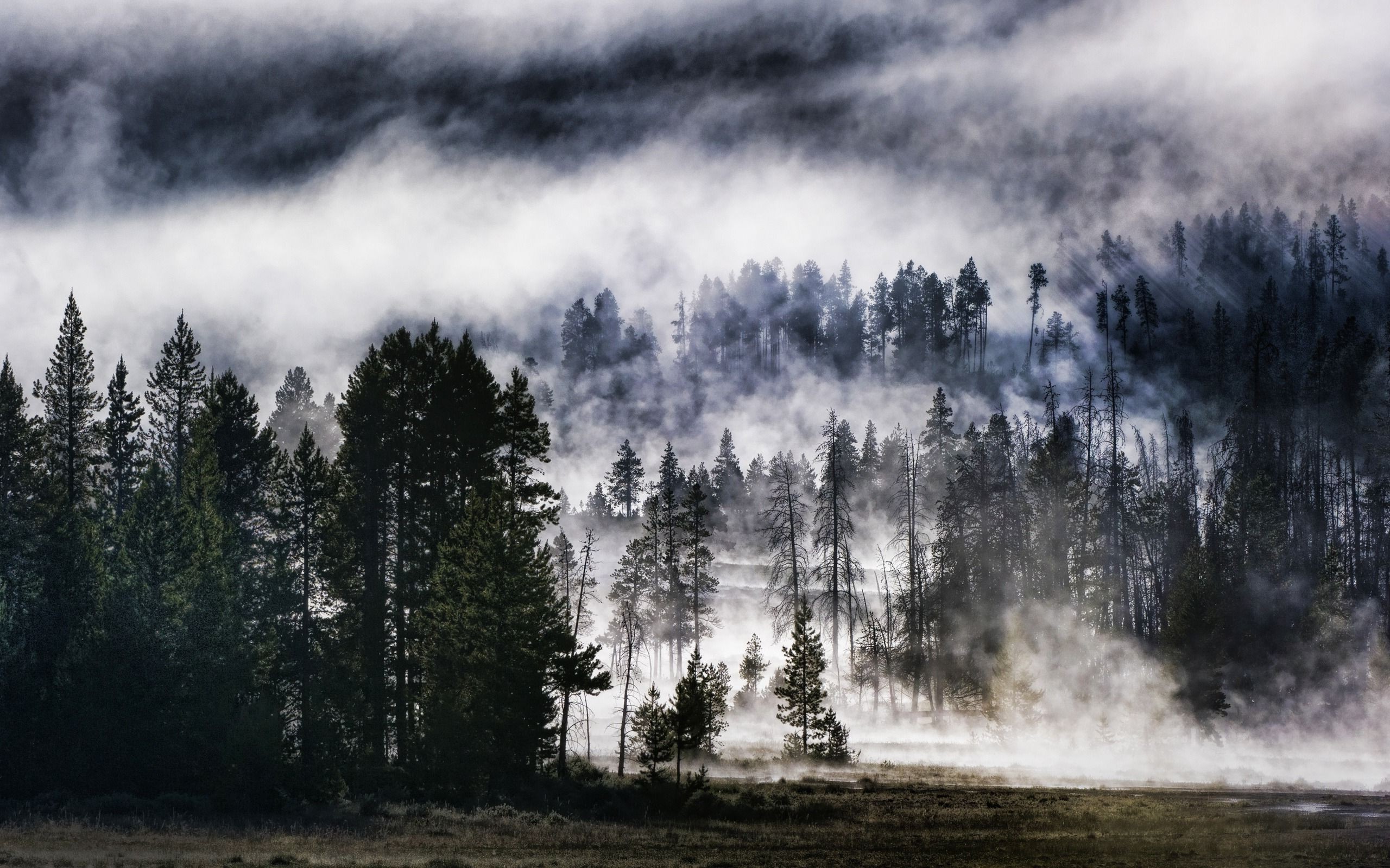 nature, Forest, Trees, HDR, Mist, Landscape Wallpaper