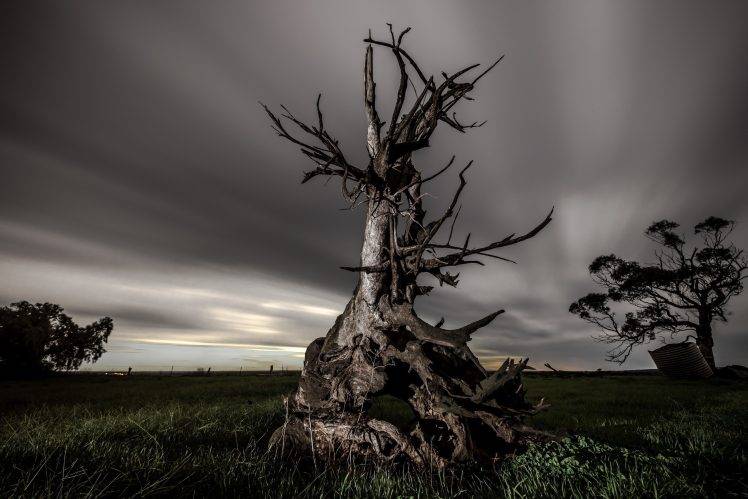 dead Trees, Nature, Clouds, Landscape HD Wallpaper Desktop Background