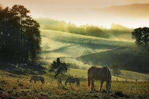 animals, Horse, Nature, Landscape