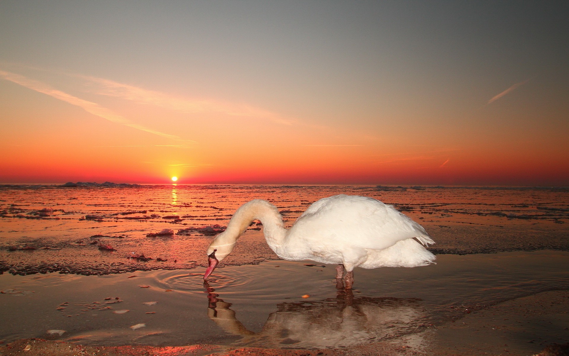 animals, Landscape, Sun Wallpaper