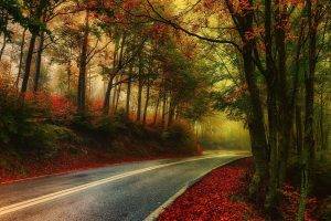 nature, Photography, Landscape, Mist, Road, Fall, Morning, Leaves, Trees, HDR, Greece