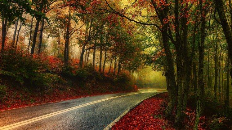 nature, Photography, Landscape, Mist, Road, Fall, Morning, Leaves, Trees, HDR, Greece HD Wallpaper Desktop Background