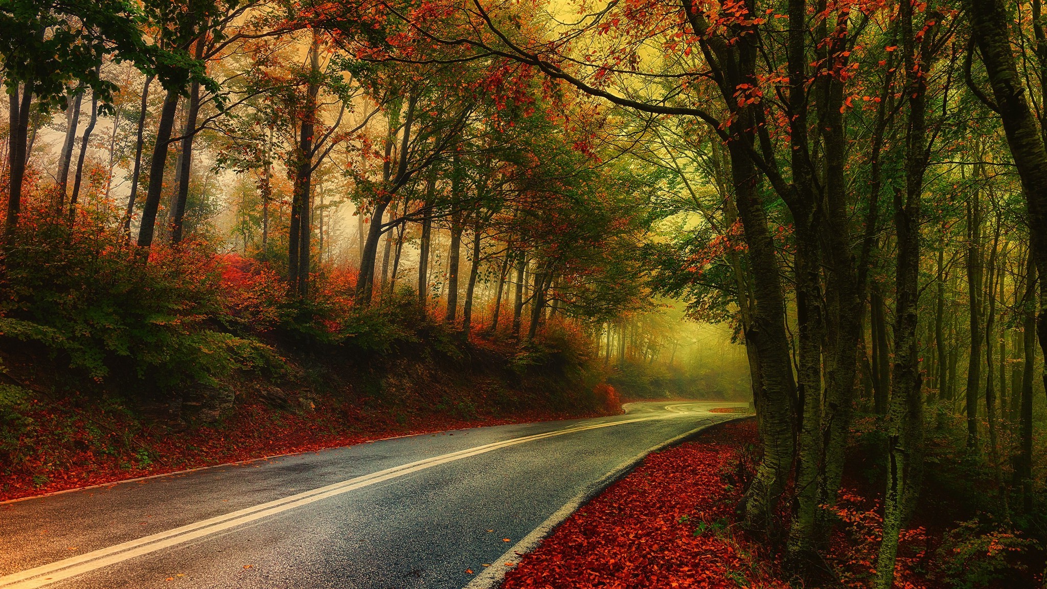 nature, Photography, Landscape, Mist, Road, Fall, Morning ...