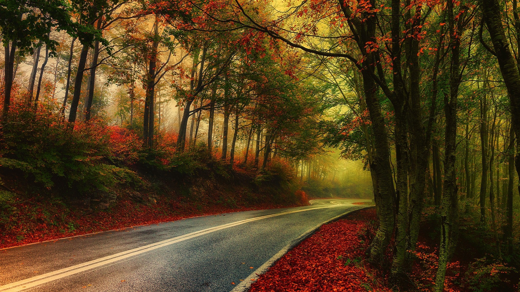 nature, Photography, Landscape, Mist, Road, Fall, Morning, Leaves, Trees, HDR, Greece Wallpaper