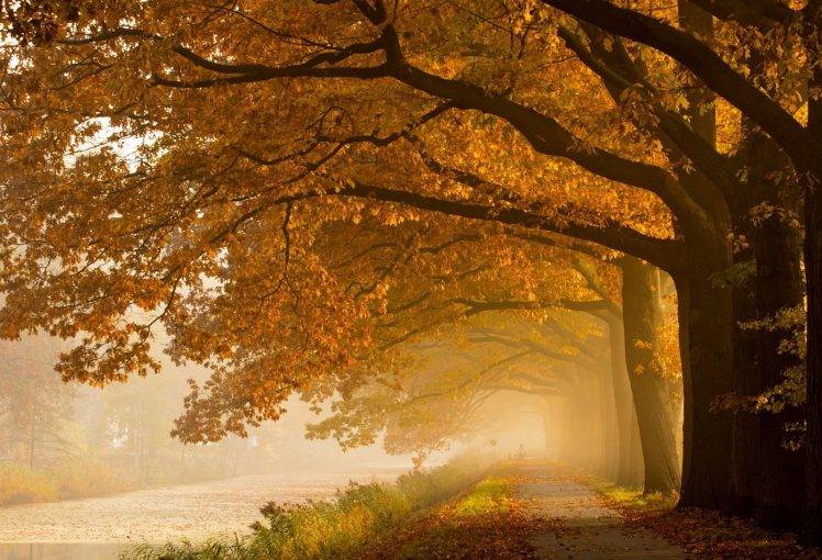 nature, Photography, Landscape, Trees, River, Mist, Fall, Yellow, Leaves, Path HD Wallpaper Desktop Background