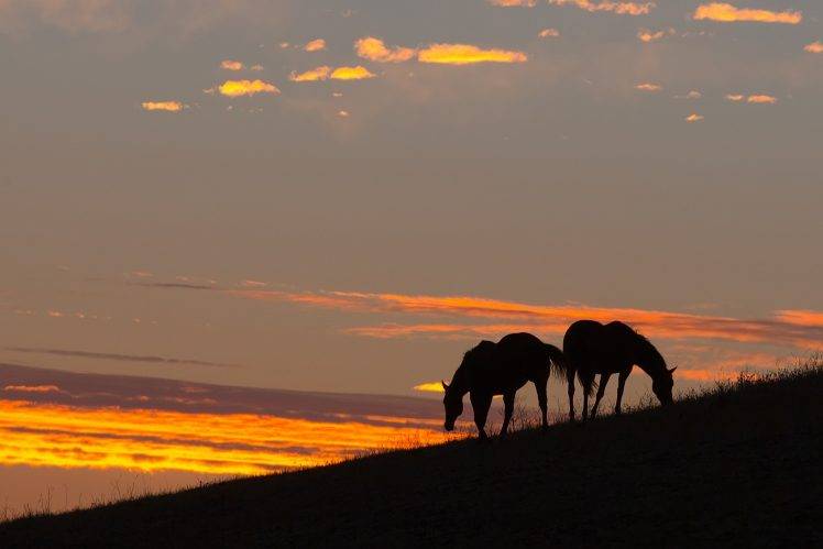 landscape, Animals, Horse, Silhouette HD Wallpaper Desktop Background