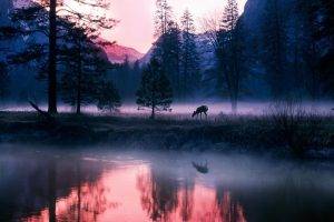 animals, Mammals, Plants, Landscape, Deer, Mist