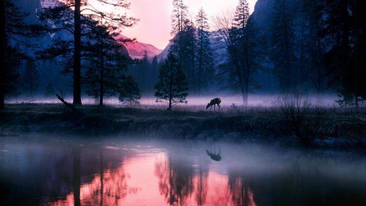 animals, Mammals, Plants, Landscape, Deer, Mist HD Wallpaper Desktop Background