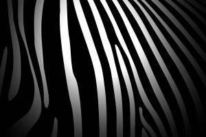 zebras, Pattern