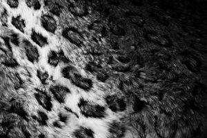 pattern, Furry, Leopard