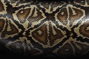 pattern, Skin, Snake