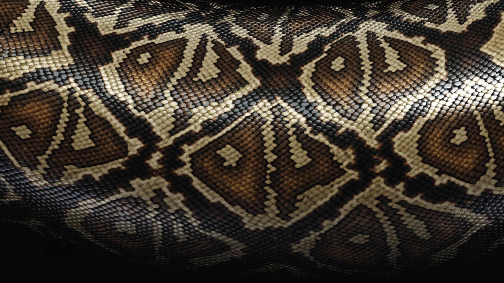 pattern, Skin, Snake Wallpaper