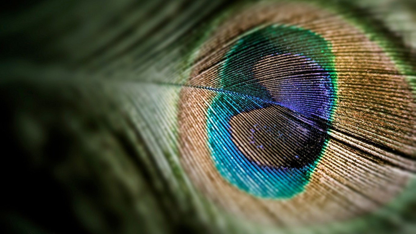 peacocks, Feathers, Pattern Wallpaper