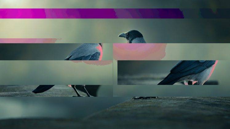 glitch Art, Birds HD Wallpaper Desktop Background