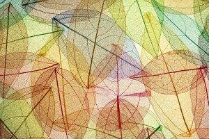colorful, Minimalism, Leaves, Fall, Transparency, Simple Background, Pattern