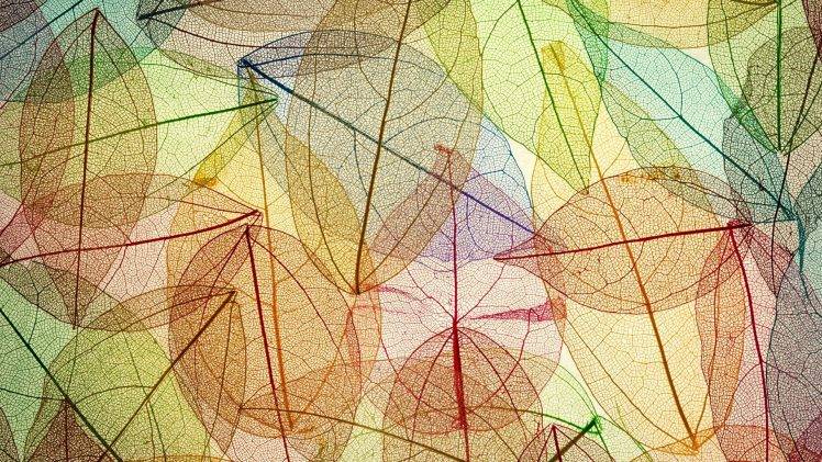 colorful, Minimalism, Leaves, Fall, Transparency, Simple Background, Pattern HD Wallpaper Desktop Background