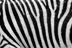 abstract, Animals, Black, Fur, Lines, Pattern, Skin, Stripes, Texture, White, Zebras