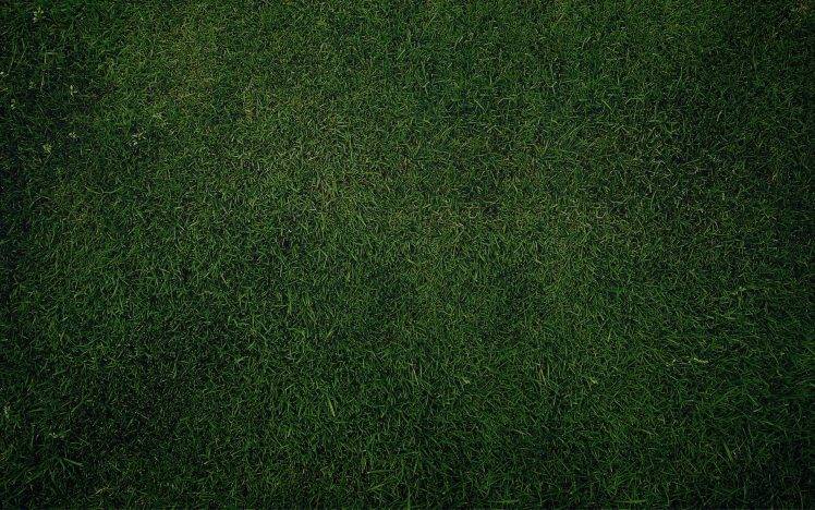 grass, Green, Texture HD Wallpaper Desktop Background