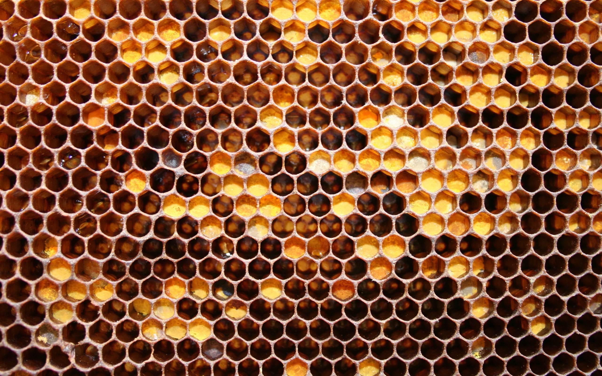 beehive Patterns Wallpaper