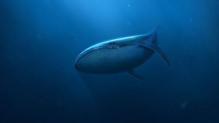 digital Art, Underwater, Blue, Whale, Divers, Mammals HD Wallpaper Desktop Background