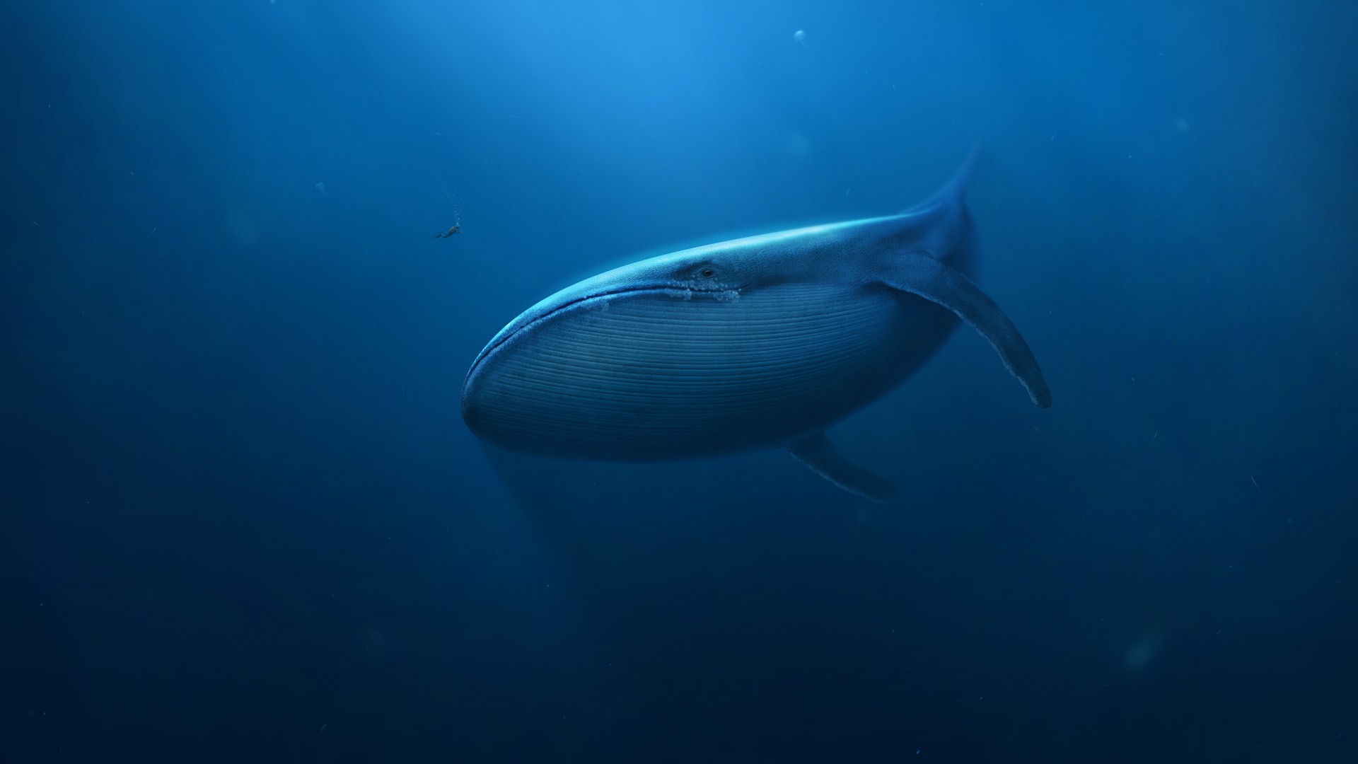 digital Art, Underwater, Blue, Whale, Divers, Mammals Wallpapers HD