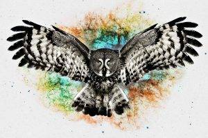 digital Art, Owl