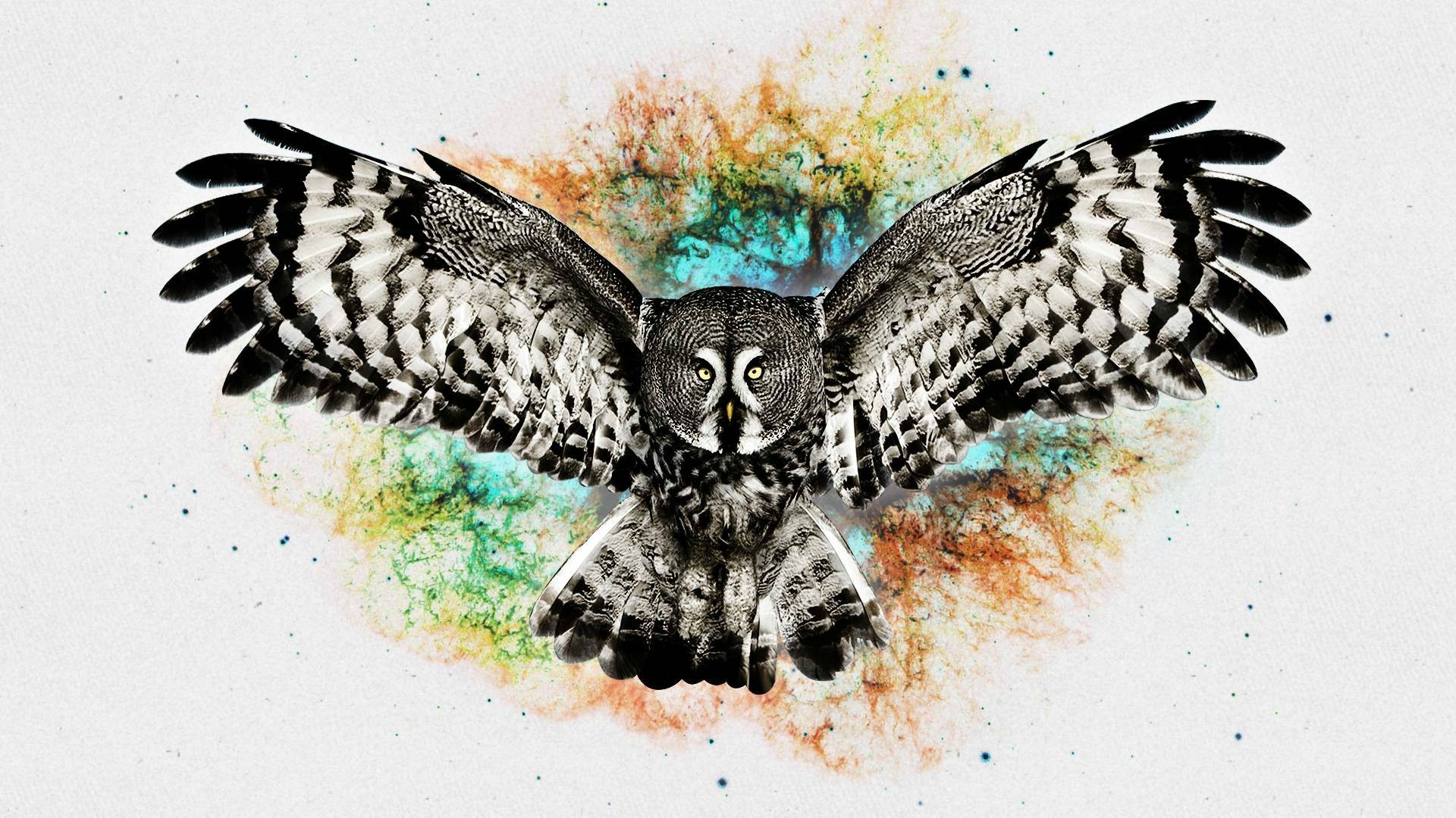 digital Art, Owl Wallpaper