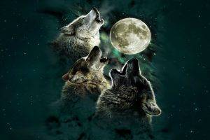 digital Art, Wolf, Moon