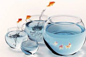 fish, Aquarium, Water, Goldfish, Digital Art